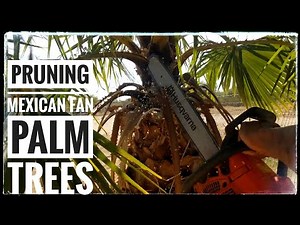 Trimming our Washingtonia Robusta Palm Trees for the First Time