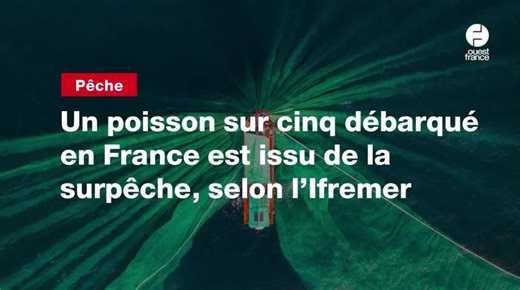 VIDEO. Un poisson sur cinq débarqué en France est issu de la surpêche, selon l’Ifremer