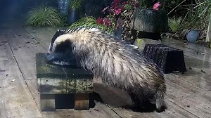 16K views · 1.3K reactions | The death of a raw egg brought to you by Boo 說❤️ | Mr Lumpy & Friends. | Facebook