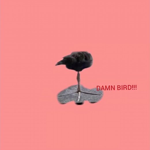 Damn bird edit #edit #meme