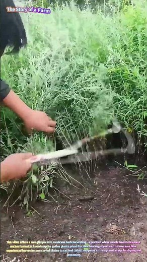 Traditional Harvest: Watch a Worker Gather Mugwort with a Sickle! 🌿✨↓