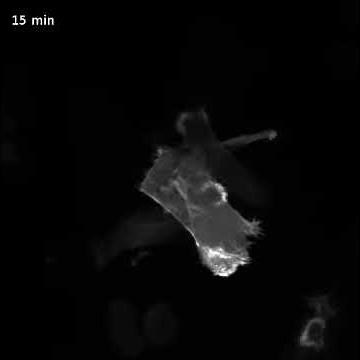 Actin Cytoskeleton dynamic during Cell Migration on 2D surfaces video 3