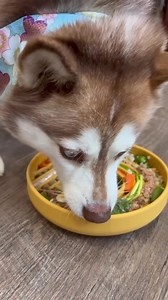 1.4M views · 1.4K reactions | DM-01™ Daily Multivitamin is vet-formulated to help with common health issues like itching, paw-biting, and scratching. Its 12 clinically + scientifically studied ingredients (commonly deficient in the normal dog diet) deliver core nutritional benefits that proactively address long-term health. Skin & Coat Health is built on complete daily nutrition ✨ | Dog is Human | Facebook