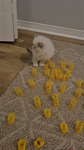 how to keep your kittens entertained #cat #kitten