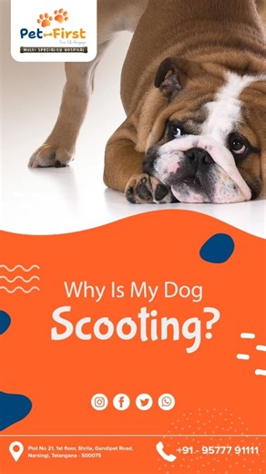 Why is your pet scooting on the floor? 🐕🐾 Scooting is not just funny — it’s often a sign of discomfort, itching, or anal gland issues. If your dog or cat is: ✔ Dragging their bottom ✔ Licking excessively ✔ Showing irritation It’s time for a vet check-up 🩺 Early care can prevent infections and pain. 📍 Visit Pet First Hospital for expert pet care. 📞Call: 91- 9577791111 📍 Learn more: https://pet-first.com/ [dog scooting meaning, pet scooting causes, dog anal gland problems, pet itching treatm