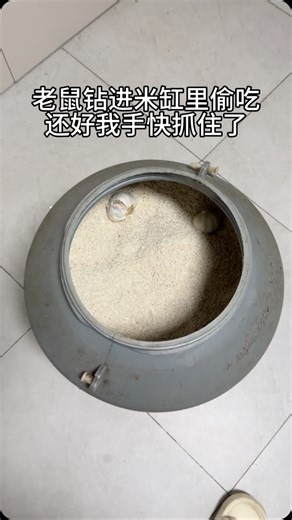 可可莉莉 on Instagram: "吓死我了 米缸里进老鼠了"