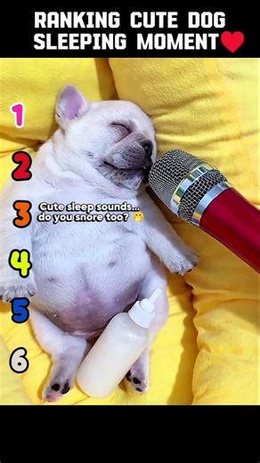 Ranking Cutest Dog Sleeping Moments 🐶💤 | You Won’t Believe #1! 😍