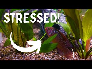 Top 6 Causes of Fish Stress in Your Aquarium (Avoid These!)