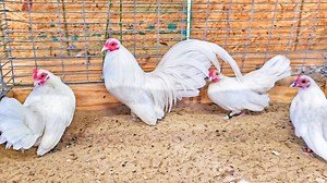 Criadero Chiva Loca en Weatherford, Texas! | Rancho Del Judas