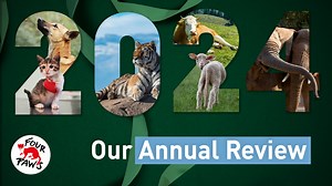 🎉 FOUR PAWS 2024: A Year of Compassion and Action 🐾💚 As 2024 comes to a close, we’re celebrating the milestones we achieved together for animals worldwide! From rescuing animals in crisis to transforming lives through groundbreaking campaigns and sanctuary care, this year has been a true testament to compassion, teamwork, and change. 🌍✨ Here’s what YOU helped make possible: 🐶 Providing care for over 30,000 stray animals across the globe 🐯 36 rescues, transfers, and relocations to safe sanc