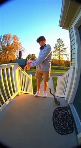 🐍 Post Office Pitfall: Venomous Strike as Child Tries to Mail a Letter