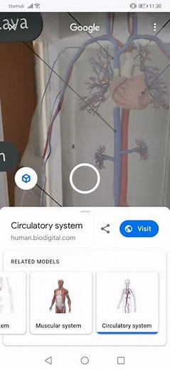Google 3D Human Body in Search