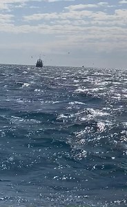 Un saut de dauphin dans le sillage d’un chalutier. Ce matin, au large du Grau-du-Roi, le naturaliste photographe Thomas Roger et Découverte du vivant font découvrir aux amateurs les grands dauphins de Méditerranée à bord du Picardie II. | ObjectifGard