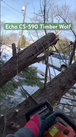 Echo CS-590 Timber Wolf in action
