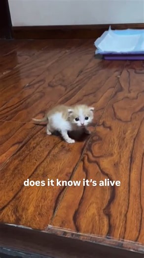 cat memes on Instagram: "bro looks like a bug"