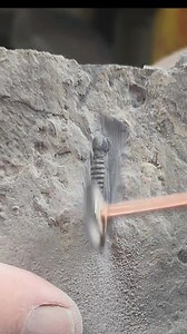 Exposing a hidden fossil with a simple rotary tool :) | U-Dig Fossils