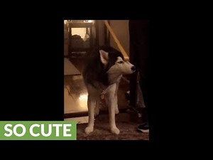 Husky thoroughly enjoys scratch from owner's back-scratcher tool