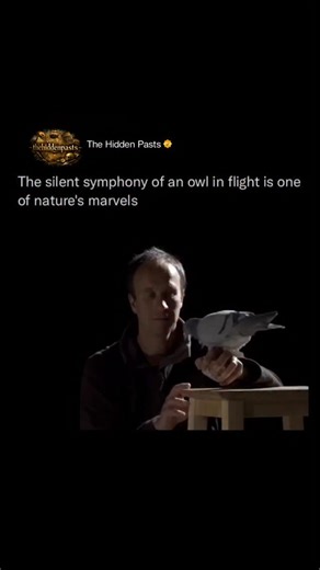 History 📌 Entertainment 📽️ News 🎤 on Instagram: "Owl feathers have a special comb-like leading edge and fringed trailing edge 🦉🪶✨ These unique shapes guide air smoothly over the wings and quiet down any noise. Follow @thehiddenpasts for more amazing animal facts 🤫 Owls also have huge wings compared to their small bodies which create extra lift and let them glide super slowly sometimes as little as two miles per hour. All these clever feather design