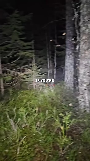 Should you really be scared of moose? | GatoBomastic