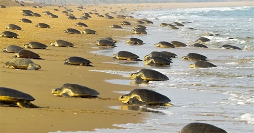 Why Have 7 Lakh Olive Ridley Turtles Arrived on Odisha’s Shores This Year?