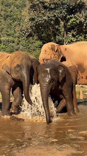 Elephants and the Secret of Water Beneath the Earth 🌍🐘💧 Did you know that elephants have the incredible ability to sense groundwater? Their sensitive feet can detect vibrations from underground, helping them locate flowing water hidden beneath the surface. At Elephant Nature Park, we’ve laid pipes underground to irrigate the grasslands during dry season. But to Cha Ba’s clever herd, these buried pipes are not a mystery — they’re a game! This playful herd has a special talent for digging up th