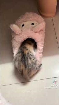 Süße lustige Katzenbabys und Kitten 😍😂😂