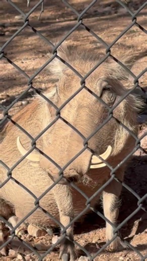 Warthog at the Phoenix Zoo!