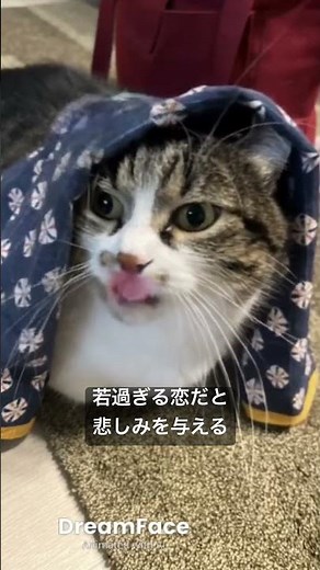#木枯しの二人 #伊藤咲子 #cat #猫のいる暮らし #歌 #catvideos #歌詞有 #昭和歌謡