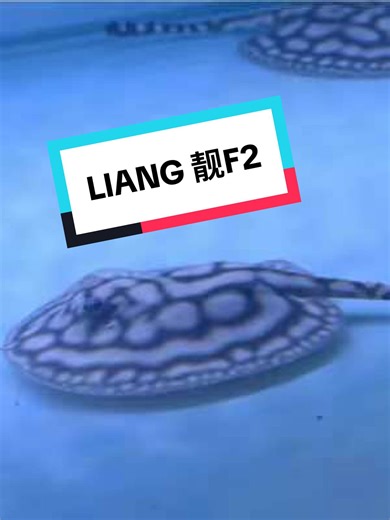 LIANG靓F2 #水族 #观赏鱼 #皇冠黑白魟鱼 #靓系列對稱魚 #Formosa崴騰魟魚繁殖埸 @DOU 小助手