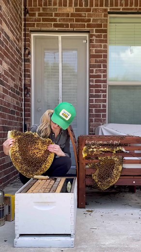 Bee Removal Rescue: Saving a Hive from a Chair