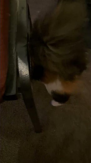 Dis cat loves cookies!