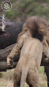 You shall not pass! 🦁🦁 World Wild Web #reels #lions #worldwildweb | Wild Sightings