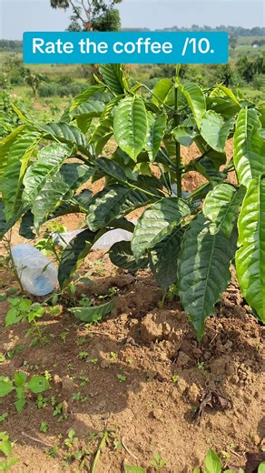 Discover Quality Coffee in Uganda for a Better Life