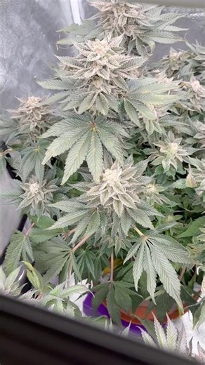 Moby Dick - Coco 🌸Flower Day 62