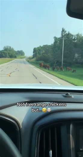 #midwest #farmlife #freerange