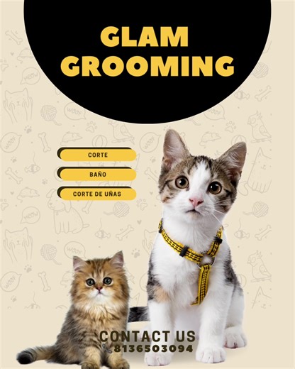 Glamorous Cat Grooming Service in Tampa