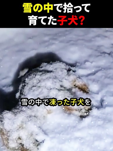 雪の中で拾って育てた子犬？