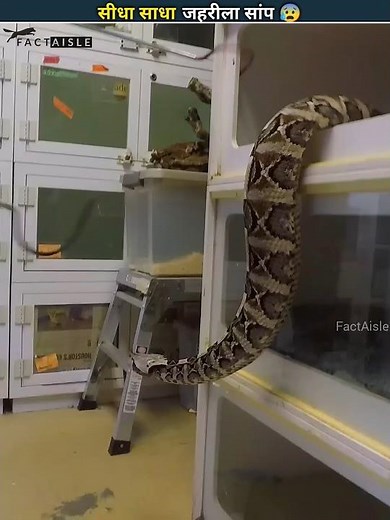 Nature’s Most Dangerous Predator 😱 With the Deadliest Bite – The Gaboon Viper