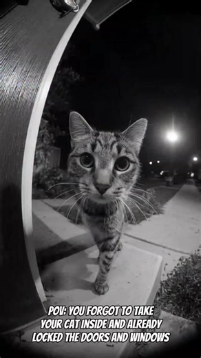 POV: You forgot to take your cat inside and already lock the doors and window🙀🚪🪟