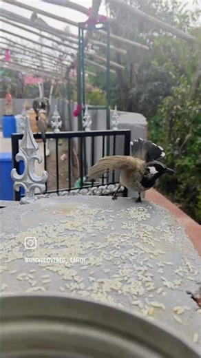 BirdsWatching