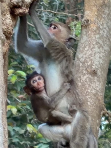 Baby monkey Deven scaring because the kidnapper going up higher and higher #babymomkey