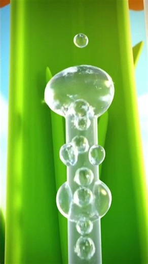 How Does Water Go Up in Plants? | Capillary Action Explained for Kids 🌱