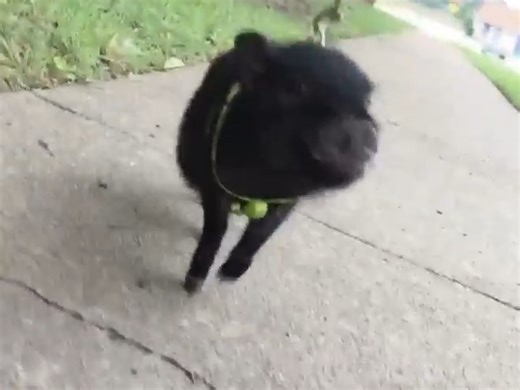 【Wilbert & Libby】31. 动感脚步