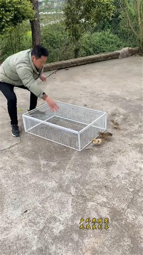 🕊️ Pigeon Cage Trap in the Countryside! 🪤🌿 Amazing Rural Life Moment 😲 #pigeon #cage #trap