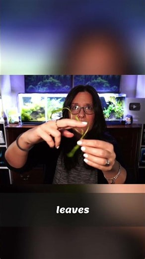 Aquarium Plant Leaves: Fix Wonky Plants Easily!
