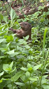 10K views · 756 reactions | I have a whole wildflower field that this groundhog could eat in, but no, he wants my garden臘‍♀️ #trails #hiking #Cats #Dogs #HikingWithCats #ASMR #Animals #GoldenRetriever #HikingWithDogs #deer #Nature #thedodo #funny #fyp #foryou#asmrsounds #asmrfood #fyp | Brown Hiking Trails | Facebook