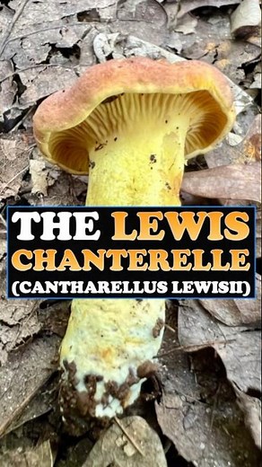 THE LEWIS CHANTERELLE (CANTHARELLUS LEWISII) #foraging #mushroomhunting #chanterelle