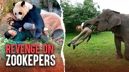 The deadliest zoo attacks: When animals fight back