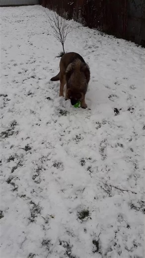 # my best friend forever # Dodo # foryoupage # fyp # video # bff # TikTok