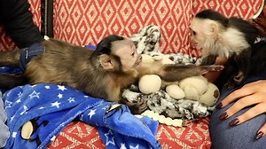 42K views · 3.5K reactions | Capuchin MonkeyHappy makes anew monkey briend! baby capuchin OzzieAlexanderMonkey is a baby white-faced capuchin and is very cute! watch Ozzie and MonkeyHappy make friends and see how much MonkeyHappy loves Ozzie's mom and how jealous he is! Monkey Fun Fun Fun! | MonkeyBoo | Facebook